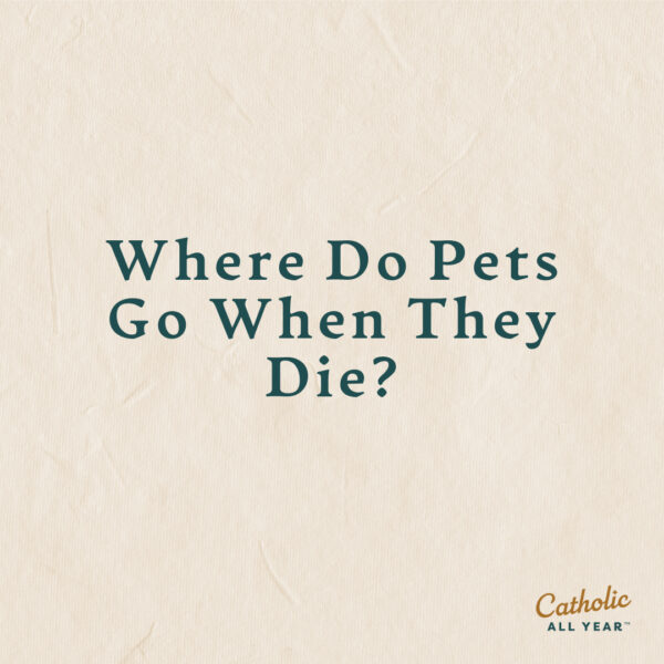 Where Do Pets Go When They Die?